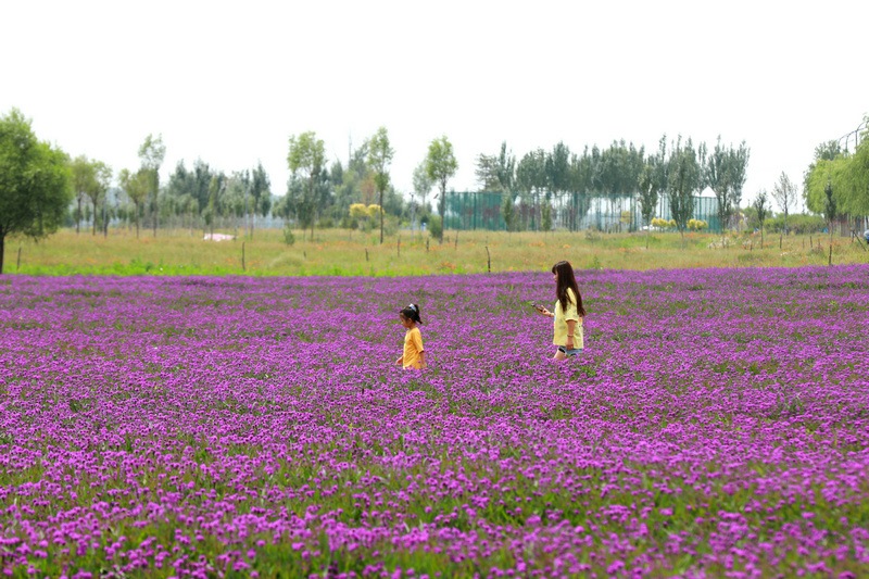 呼和浩特大黑河北岸花海公園成為新晉網(wǎng)紅打卡地