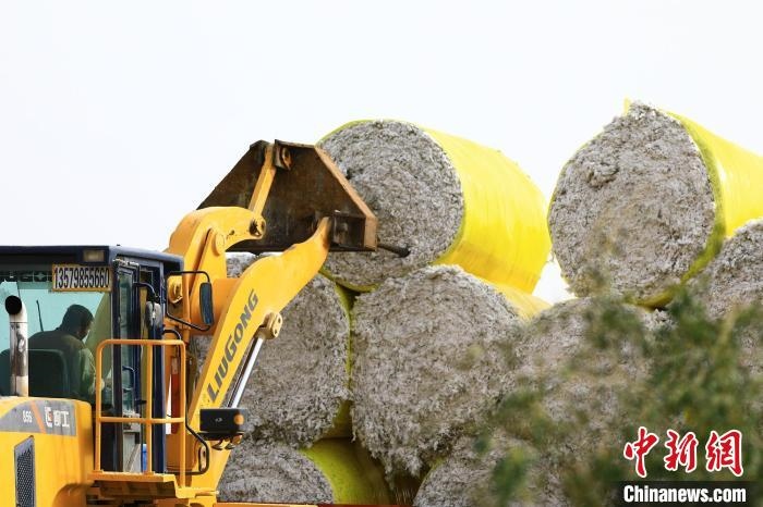 叉車將采棉機(jī)吐出的“金蛋蛋”裝車。　高雙強(qiáng) 攝