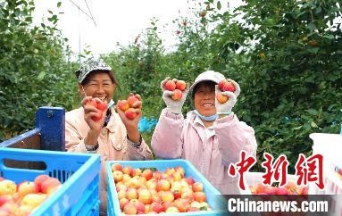 圖為興安盟沙果迎豐收?！】朴仪捌煳麄鞑抗﹫D