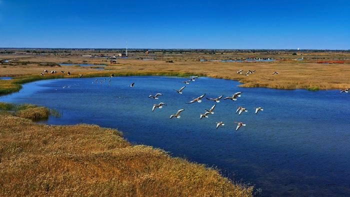 △黃河三角洲擁有天然蘆葦270平方公里，是東北亞內(nèi)陸和環(huán)西太平洋鳥(niǎo)類(lèi)遷徙重要的“中轉(zhuǎn)站”、越冬地和繁殖地。(總臺(tái)央視記者李煒、程鋮拍攝)