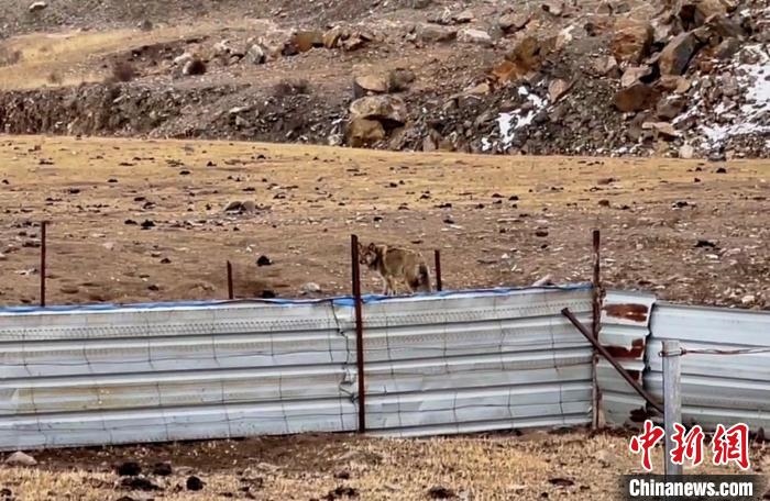 圖為闖入村民家中的野狼。　興?？h公安局溫泉派出所供圖