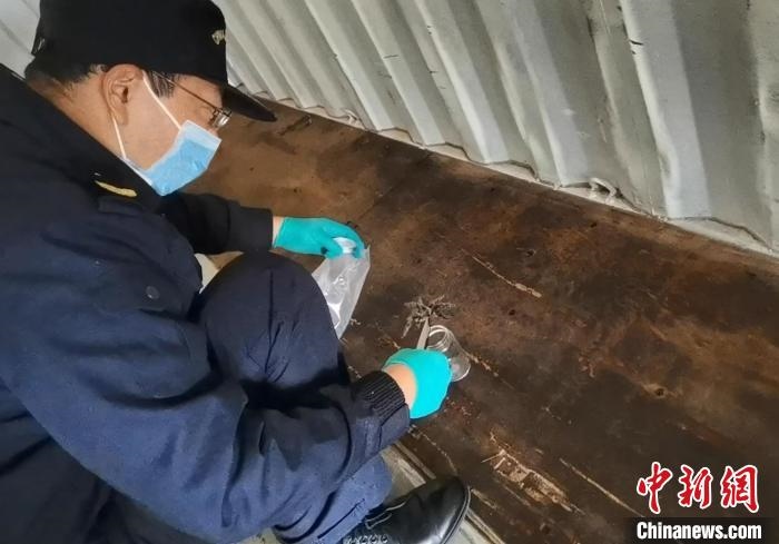 張家港海關(guān)工作人員截獲捕鳥蛛?！⊥踅〕?攝