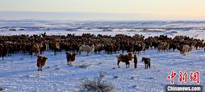 進(jìn)入冬季，駱駝在戈壁灘上散養(yǎng)?！」o琨 攝