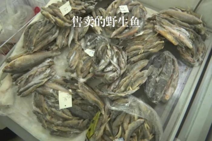 2021年12月6日，督察組現(xiàn)場隨機(jī)抽查發(fā)現(xiàn)，保護(hù)區(qū)附近餐館仍然存在非法經(jīng)營野生河魚的問題