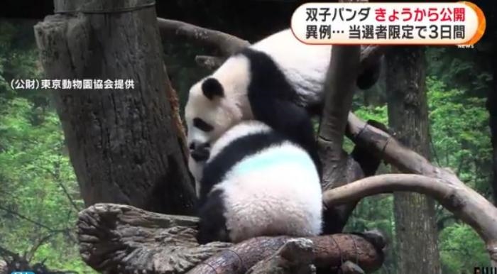 12日，日本東京上野動(dòng)物園的旅日雙胞胎熊貓開始同游客見面。(圖片來(lái)源：日本富士電視臺(tái)視頻截圖)