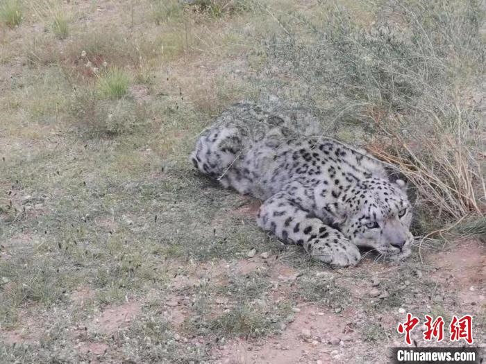 圖為在四子王旗發(fā)現(xiàn)的雪豹(資料圖)?！∷淖油跗炀焦﹫D