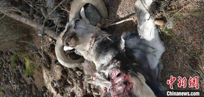 圖為疑似雪豹捕食巖羊的殘骸(資料圖)?！?nèi)蒙古賀蘭山國(guó)家級(jí)自然保護(hù)區(qū)供圖