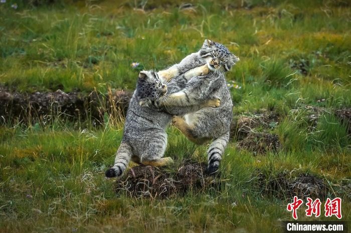 圖為作品《難分伯仲》?！〗股?攝