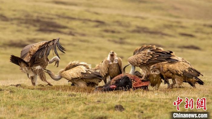圖為作品《聚會(huì)》?！℃夭疾夭爬?攝