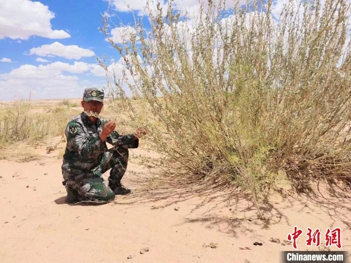 圖為謝寶民查看梭梭長勢?！∈茉L者供圖