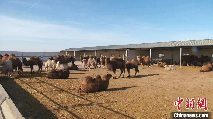 圖為額濟納旗駝奶產(chǎn)業(yè)基地?！⊥蹰L梅 攝