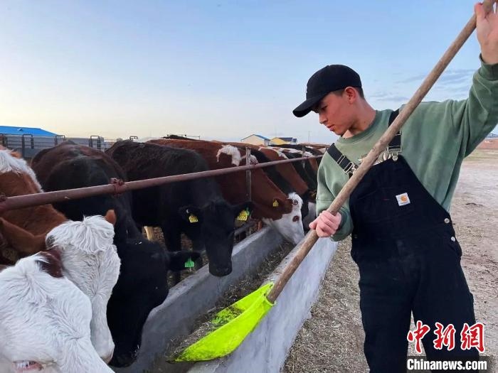 圖為敖木希勒在喂牛?！“侥鞠＠展﹫D