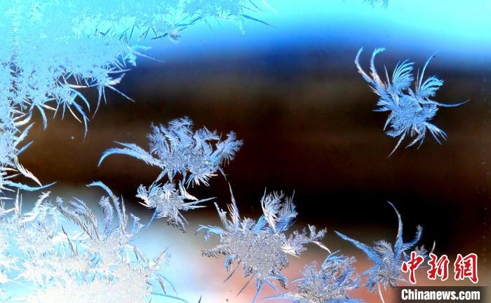 玉樹瓊枝盈滿窗?！O書程 攝