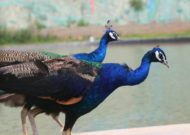 1595738329337848.jpg 1595736782108354.jpg