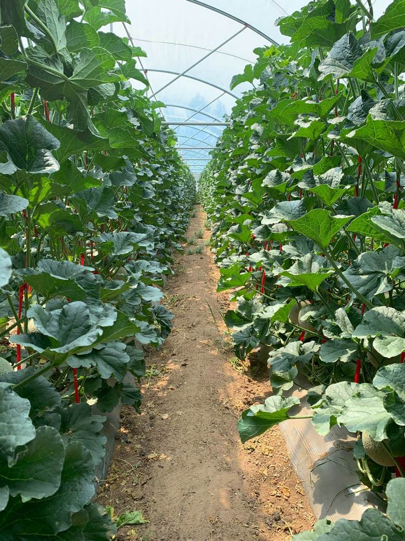 1595738346612275.jpg 1595735085913629.jpg