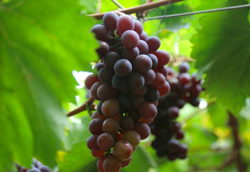 1595738369246622.jpg 1595736866366364.jpg