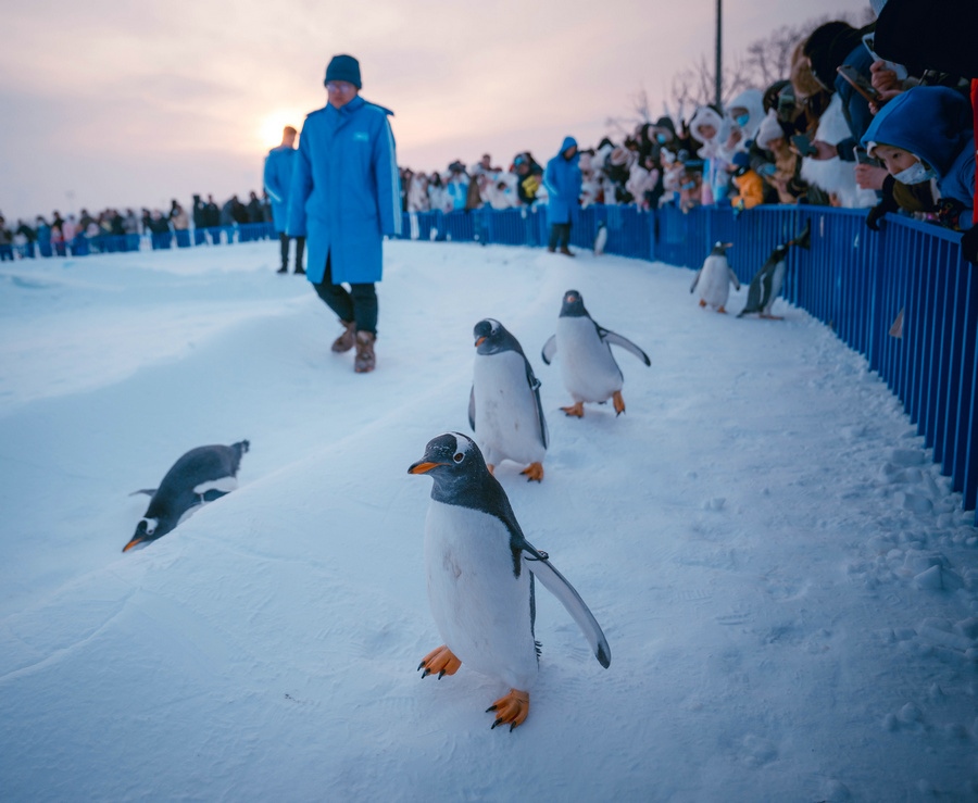 1706202348136612.jpg _DSC1981.jpg