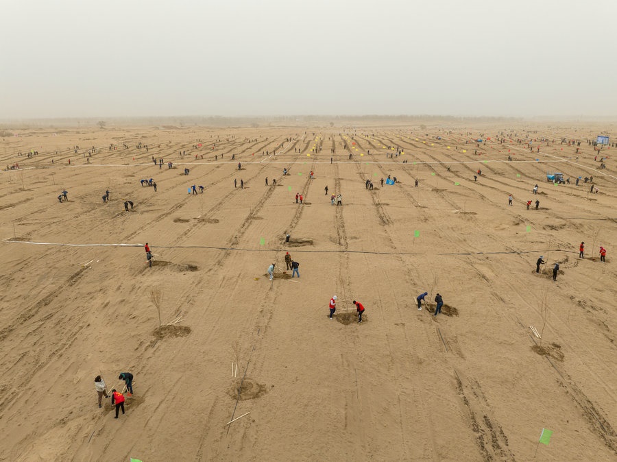 在高力板鎮(zhèn)花道卜和沙木嘎嘎查治理區(qū)，廣大干部群眾手植新綠，播種希望 （攝影：包寶音德力格爾）.JPG
