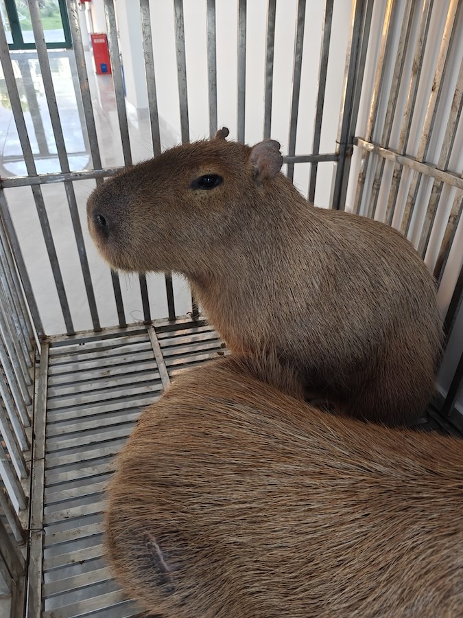 1722054341802671.jpeg WechatIMG3323.jpeg