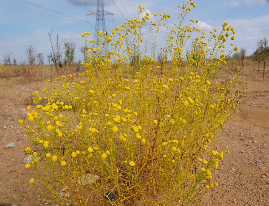 1758033485110402.jpg DSC07250.JPG