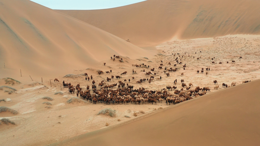 1761226827681150.jpg 駱駝轉(zhuǎn)場 (5).jpg