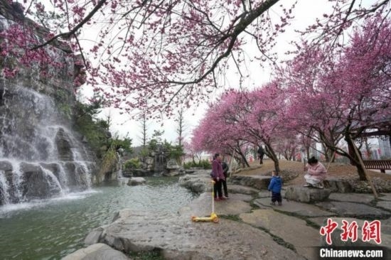 2月23日，市民在乾藝梅園景區(qū)觀賞綻放的梅花。陳興輝 攝