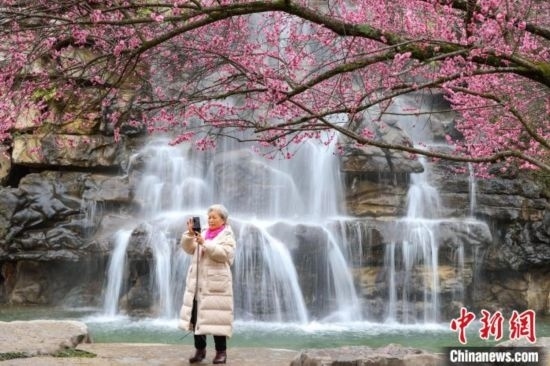 2月23日，市民在乾藝梅園景區(qū)拍攝綻放的梅花。瞿宏倫 攝