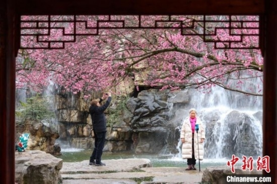 2月23日，市民在乾藝梅園景區(qū)觀賞拍攝綻放的梅花。瞿宏倫 攝