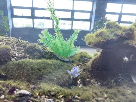 圖為寶鋼湛江鋼鐵水控中心，觀賞海魚在鋼渣漁礁里游動