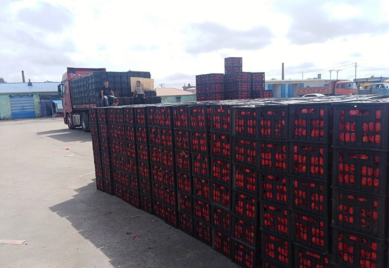 　　外銷的蔬菜在市場等待拉運。受訪者供圖