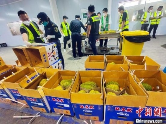 圖為海關(guān)關(guān)員對進(jìn)口榴蓮進(jìn)行查驗。黃艷梅 攝