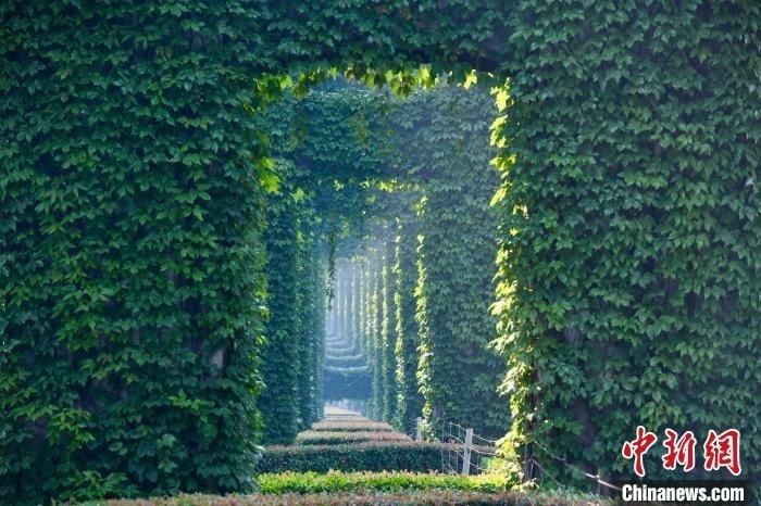 成都二環(huán)高架橋墩被植被爬滿，形成“綠野仙蹤”景觀?！埨?攝