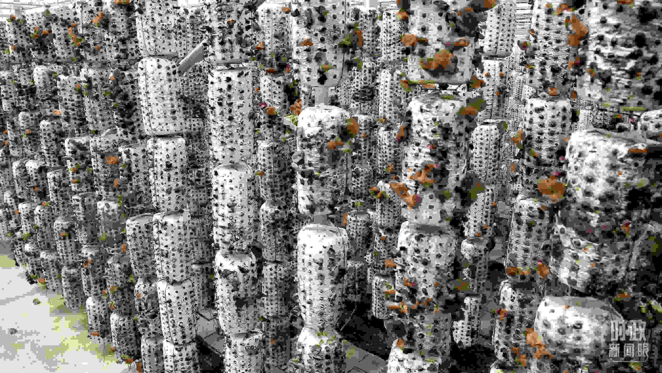 △金米村的小木耳、大產(chǎn)業(yè)。（圖／視覺中國）