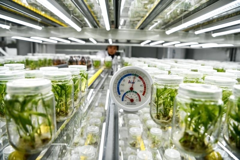 工作人員在貴陽(yáng)市開(kāi)陽(yáng)縣南江蔬菜良種繁育中心的組培中心查看姜苗生長(zhǎng)情況（2023年5月23日攝）。新華社記者 楊文斌 攝