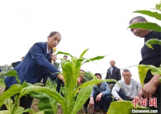 “鄉(xiāng)村學堂”田間現(xiàn)場教學。(資料圖) 唐濤華 攝