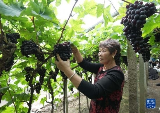 5月26日，唐山市海港經(jīng)濟開發(fā)區(qū)王灘鎮(zhèn)趙灘村農民在大棚內采摘葡萄。