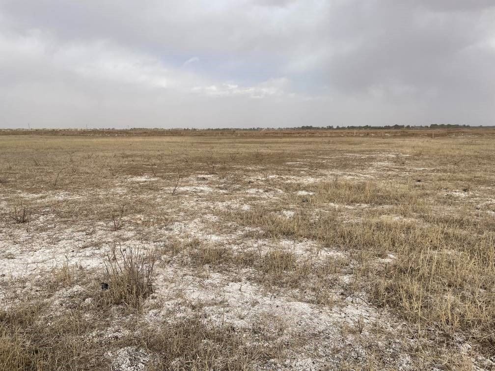 撂荒后的部分地塊已現(xiàn)鹽堿。 人民網(wǎng)記者 楊喬攝