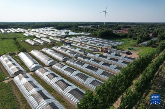 這是6月21日在山東省樂陵市西段鄉(xiāng)岔河村拍攝的東亞飛蝗養(yǎng)殖基地（無人機(jī)照片）。新華社記者 范長國 攝