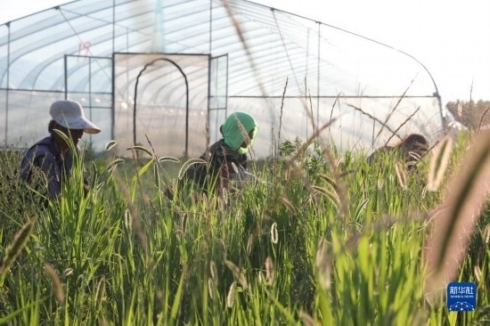 6月21日，山東省樂陵市西段鄉(xiāng)岔河村東亞飛蝗養(yǎng)殖基地的螞蚱養(yǎng)殖戶在割草。新華社記者 范長國 攝