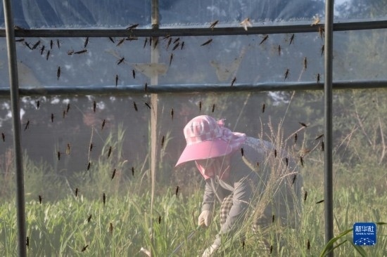 6月21日，山東省樂陵市西段鄉(xiāng)岔河村東亞飛蝗養(yǎng)殖基地的螞蚱養(yǎng)殖戶在割草。新華社記者 范長國 攝