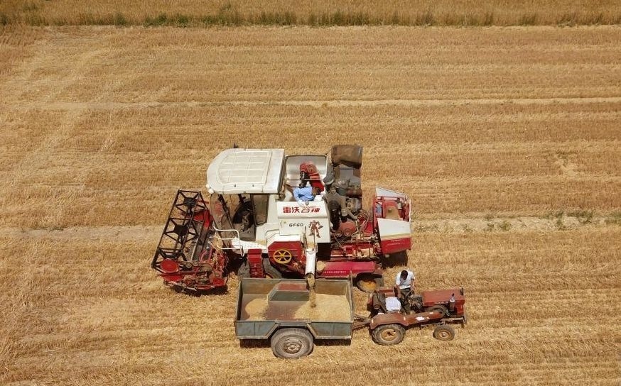 2023年6月14日，在山東省臨邑縣林子鎮(zhèn)，聯(lián)合收割機(jī)在收獲小麥。