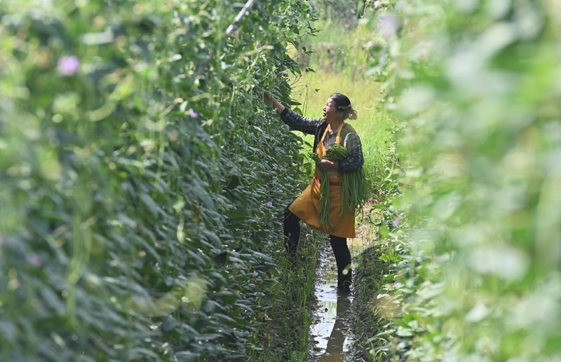 2023年6月15日，在廣西柳州市鹿寨縣中渡鎮(zhèn)石墨村，村民在高標(biāo)準(zhǔn)農(nóng)田里采收豆角。