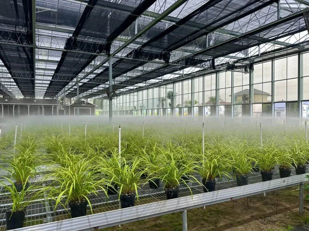 浙江省紹興市柯橋區(qū)漓渚鎮(zhèn)棠棣村的蘭花種植基地。靜玄 攝