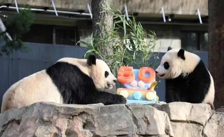 2022年，美國國家動(dòng)物園舉辦活動(dòng)慶祝大熊貓抵美50周年，園方為大熊貓“美香”“添添”和“小奇跡”一家三口準(zhǔn)備了有“50”字樣的冰凍水果蛋糕。（圖片來源：雅安市廣播電視臺(tái)）