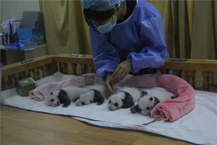 成都大熊貓繁育研究基地成立于1987年，先后攻克了大熊貓人工飼養(yǎng)與管理、繁殖與育幼、疾病防控與種群遺傳管理等關(guān)鍵技術(shù)難題，建成全球最大的大熊貓人工繁育遷地保護(hù)種群，數(shù)量達(dá)230余只。（圖片來源：成都大熊貓繁育研究基地網(wǎng)站）