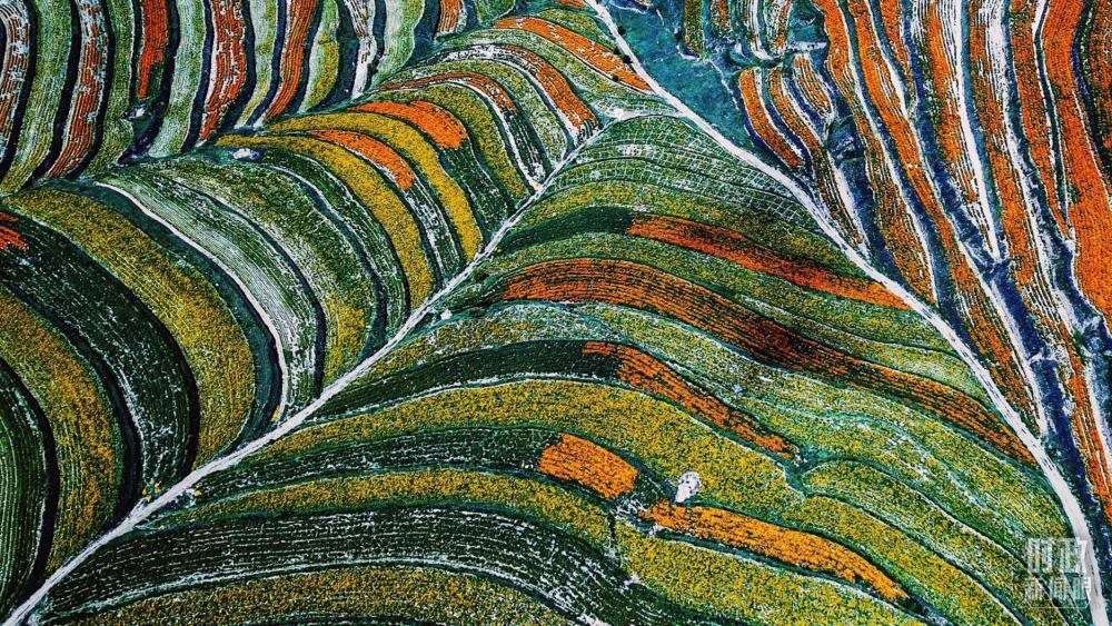 寧夏彭陽縣。萬壽菊與格?；ㄊ㈤_在錯落的山間梯田上。（總臺國廣記者李晉拍攝）