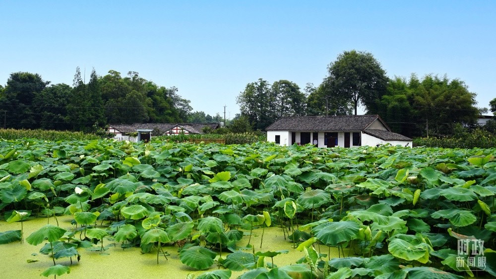四川眉山，永豐村荷塘。2022年6月，習(xí)近平曾到此調(diào)研鄉(xiāng)村振興情況。（總臺央廣記者潘毅拍攝）