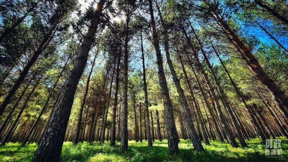 河北塞罕壩。（總臺央視記者謝曉光拍攝）