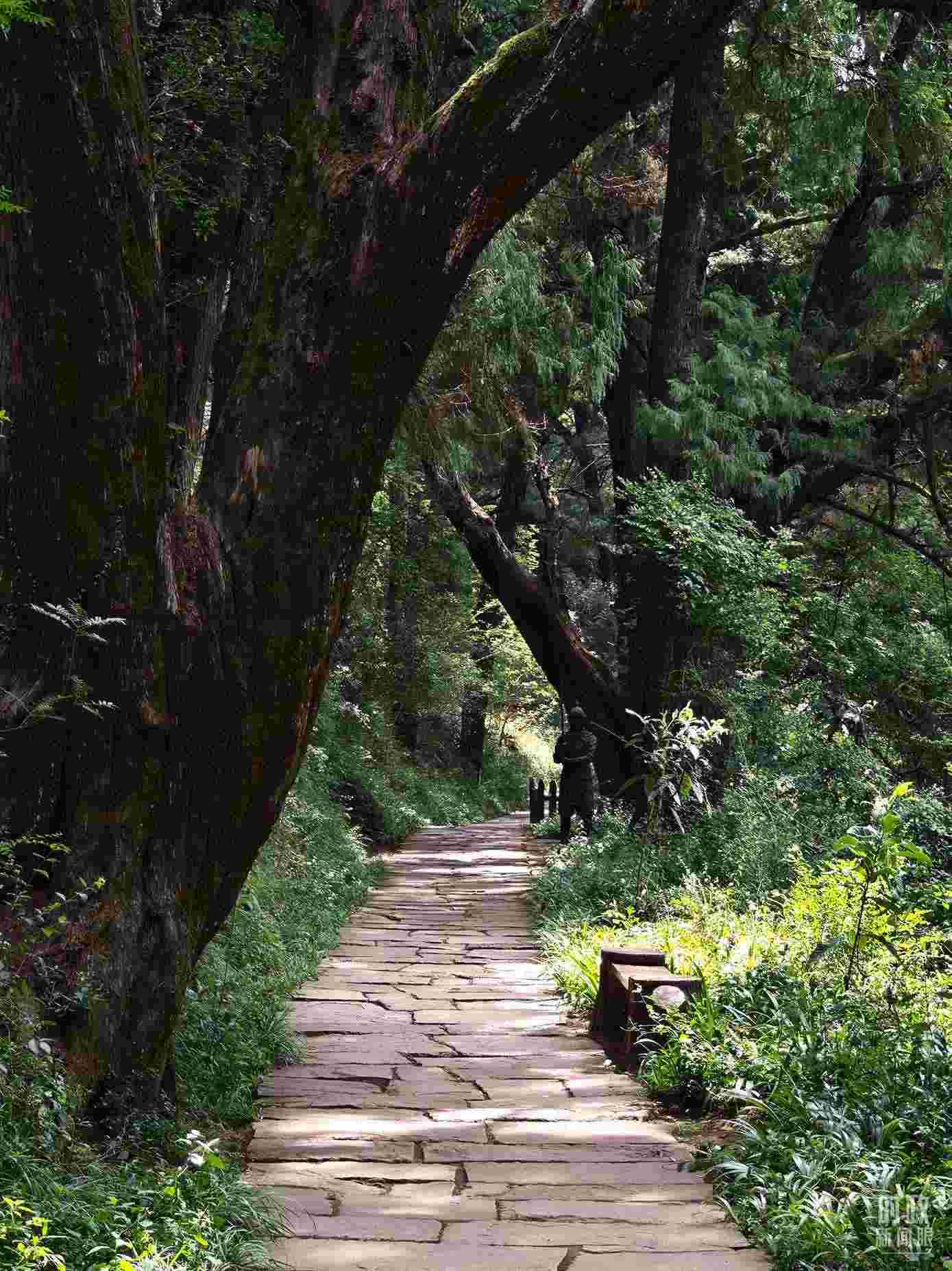 △古蜀道與古柏。（總臺(tái)央視記者彭漢明拍攝）