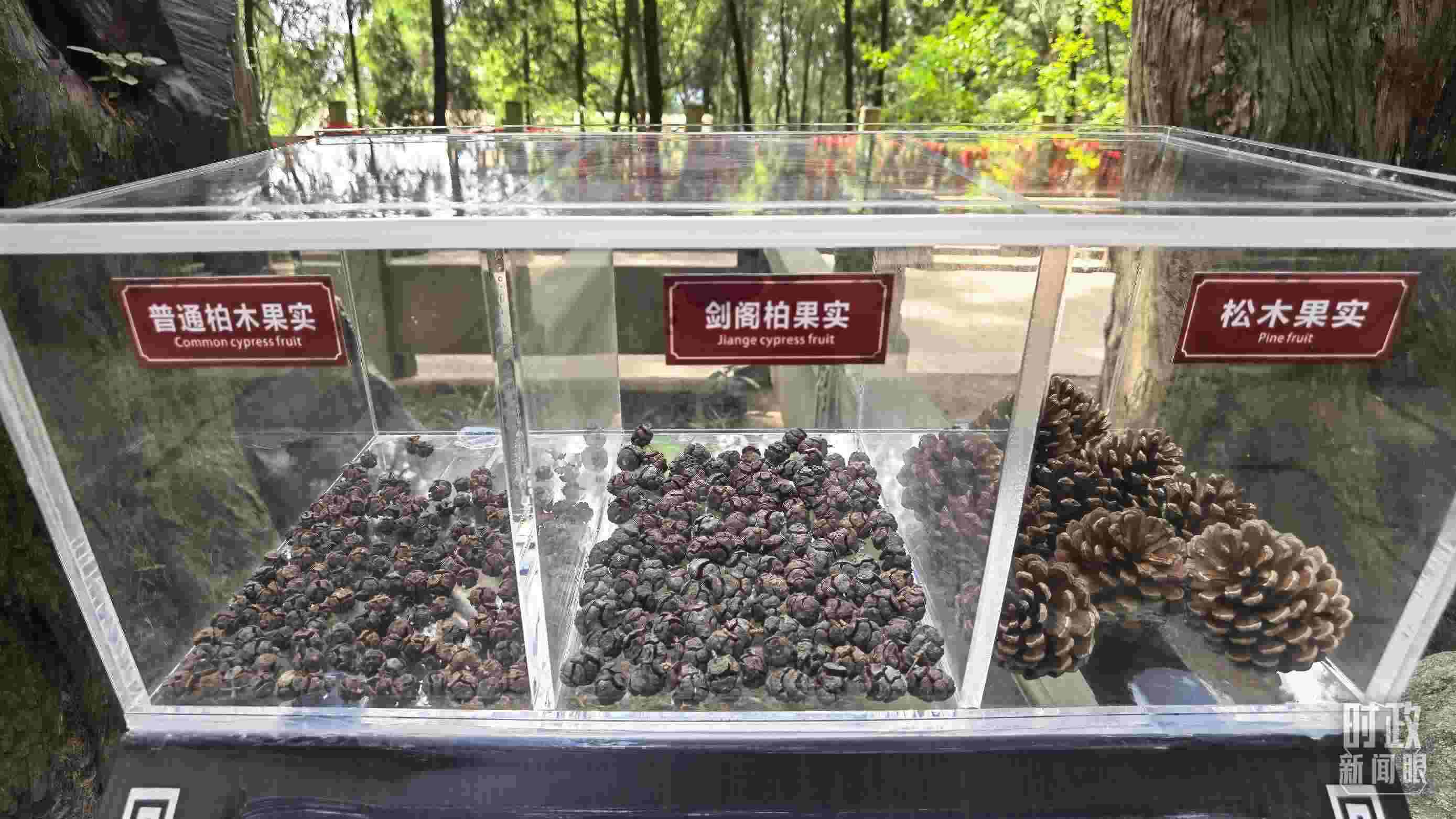 △翠云廊古蜀道，現(xiàn)場(chǎng)陳列的柏木和松木果實(shí)。（總臺(tái)央視記者石丞拍攝）